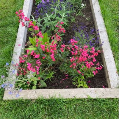 BeeButterflyGarden-Year1July2021