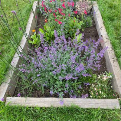 BeeButterflyGarden-Year2July2021