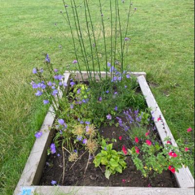 BeeButterflyGarden-Year3July2021