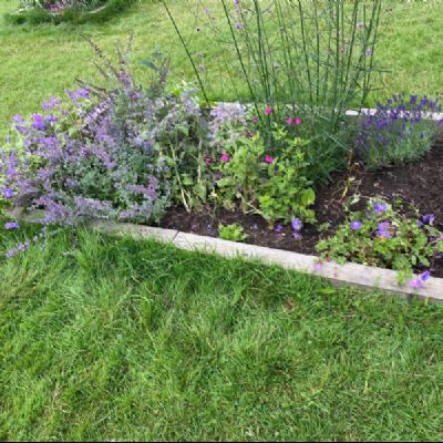 BeeButterflyGarden-Year4July2021