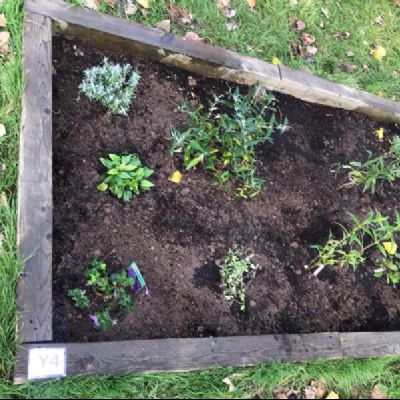 BeeButterflyGarden-Year4Oct2020