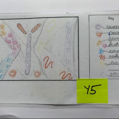 BeeButterflyGarden-Year5Design