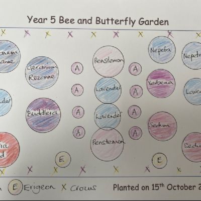BeeButterflyGarden-Year5PlantingPlan