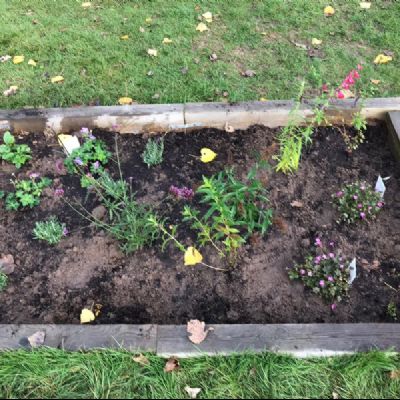 BeeButterflyGarden-Year6October2020